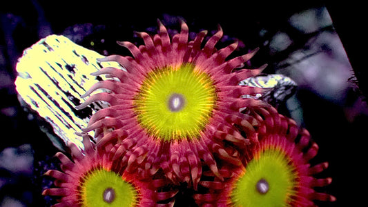 Pink hippo zoas 1” frag