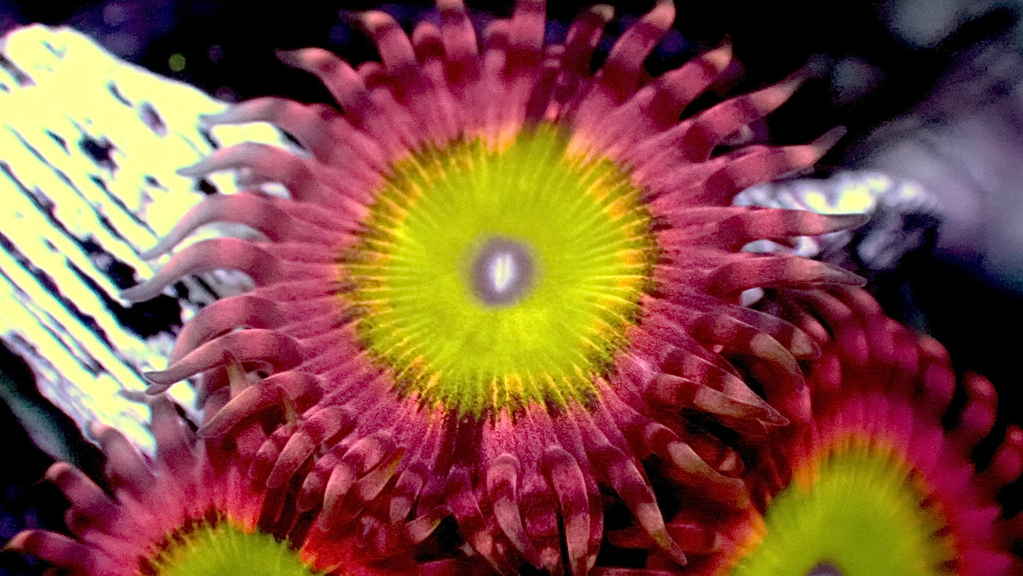 Pink hippo zoas 1” frag