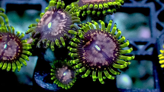 Purple monster zoas 1” frag