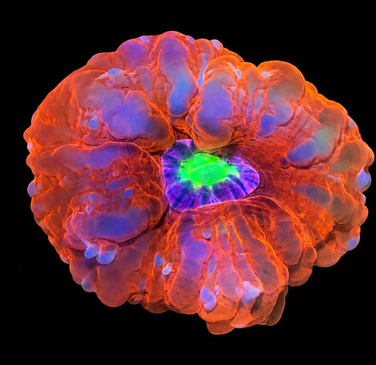 Candy apple Cynarina 4” WYSIWYG