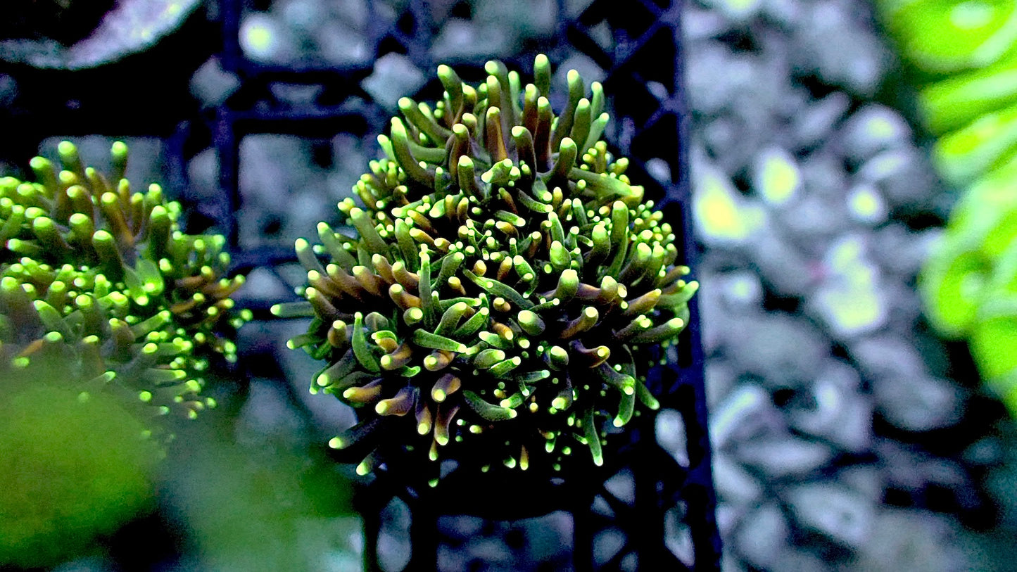 Mother of all galaxea 1” frag