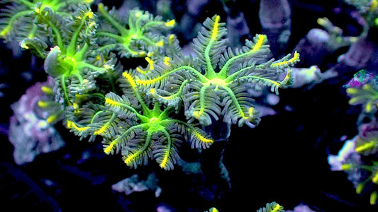 Firework cloves polyps 1” frag