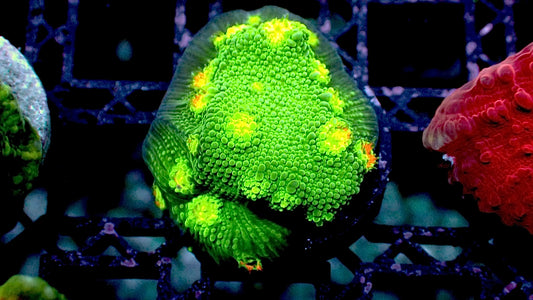 Mr Hollywood chalice 1” frag