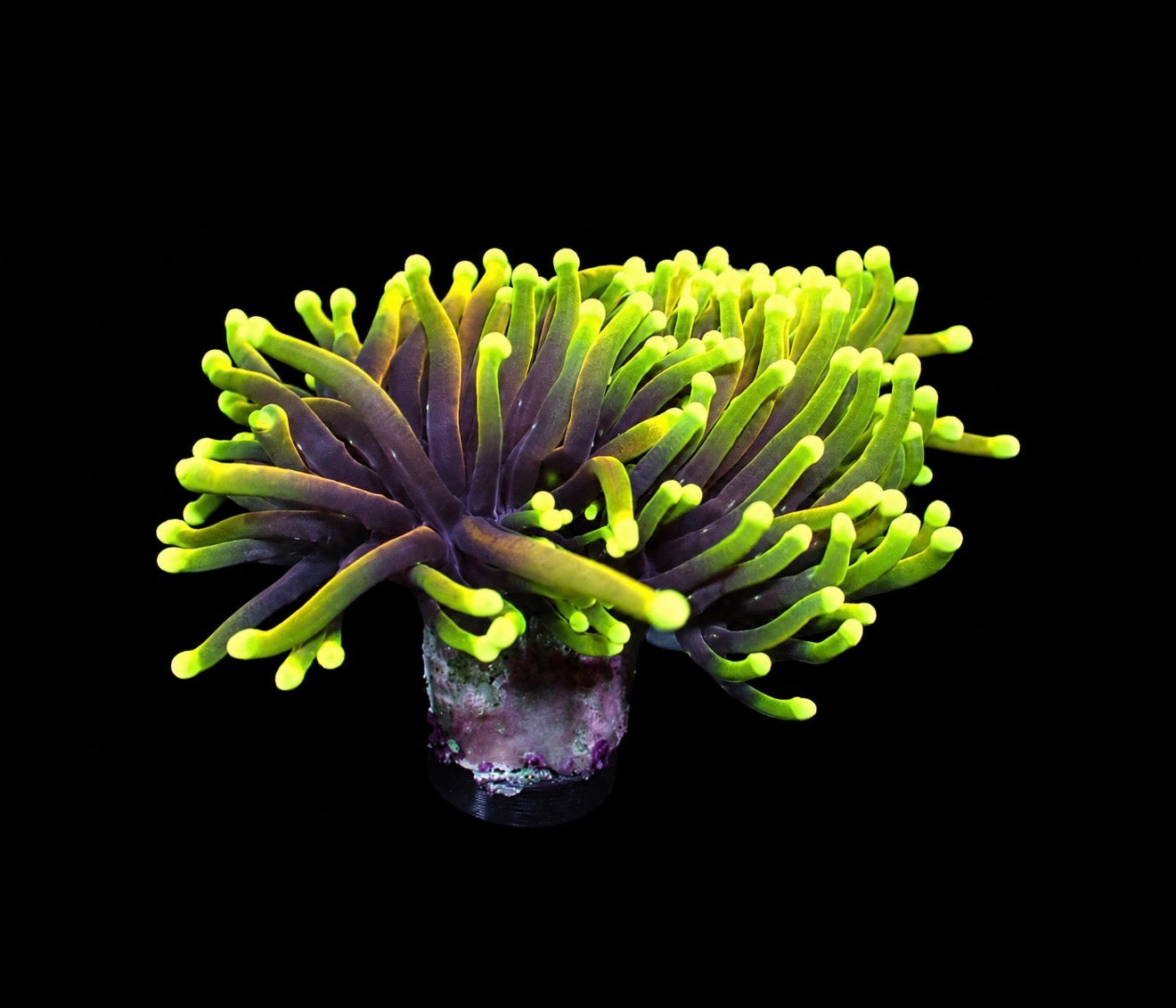 Dragon soul torch 1” frag