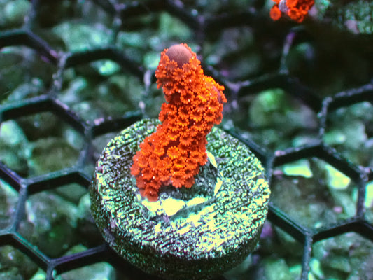 Fire Red monti Digitata 1” frag