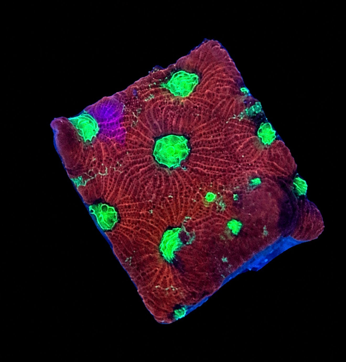 Charged Lithium war coral 1” frag