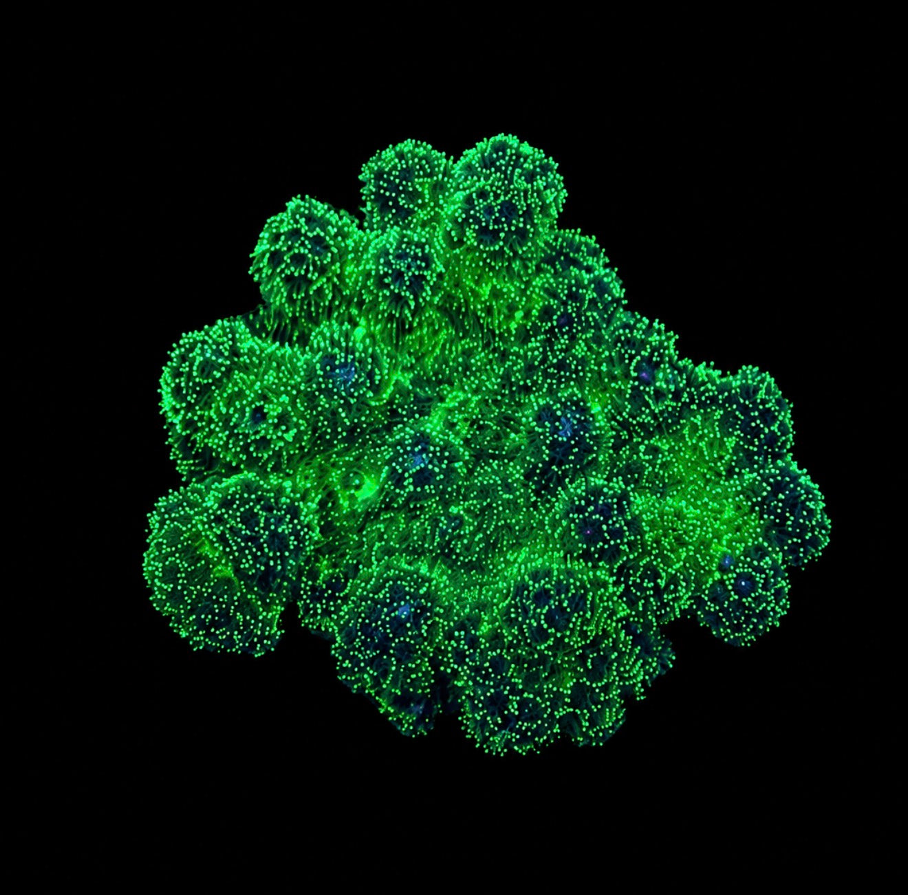 Poccilopora 1” frag