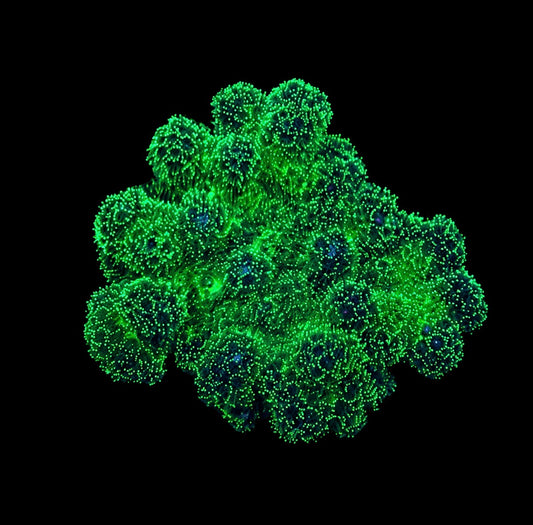 Poccilopora 1” frag