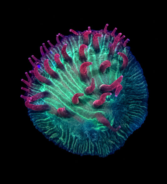 Watermelon Diaseris plate 1” frag