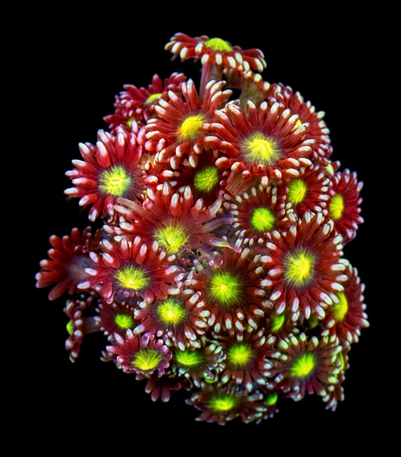 Cornflower Goni 1” frag