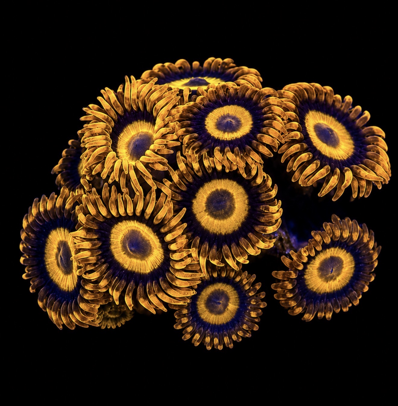 Orange oxide zoas 1” frag (3+ heads)