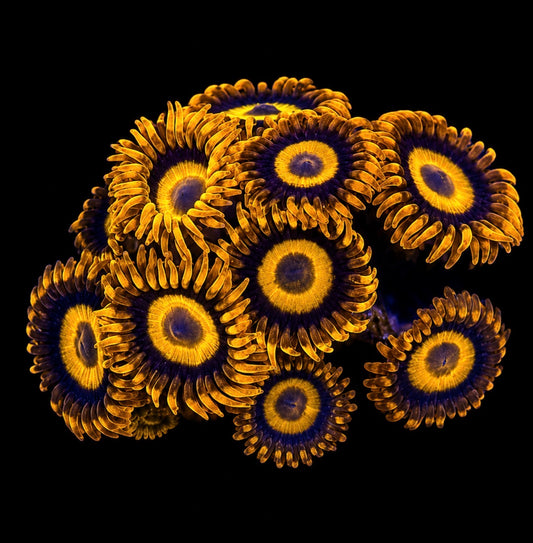 Orange oxide zoas 1” frag (3+ heads)