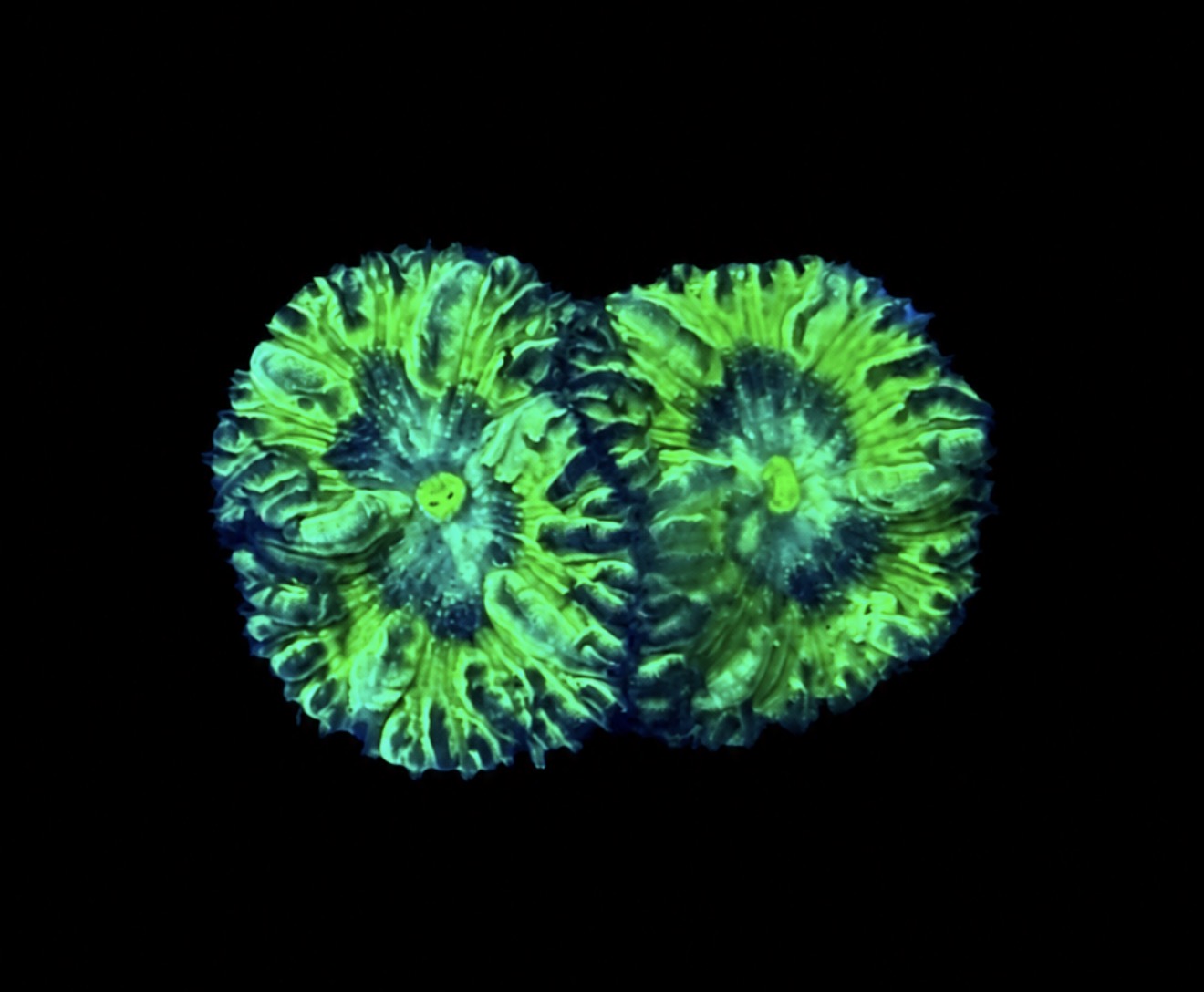 Purple people eater blastomussa 1” frag