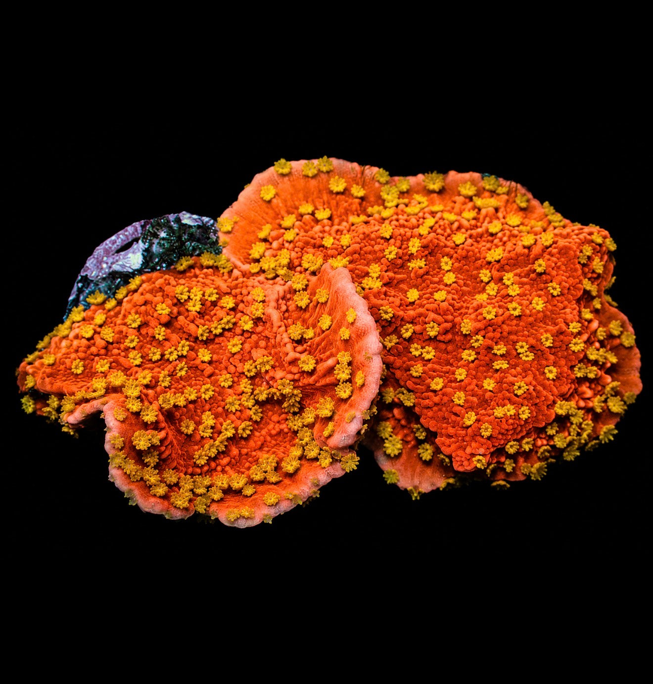 Sunburst monti cap 1” frag