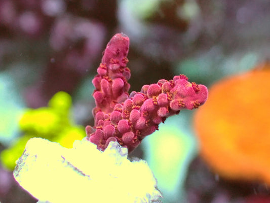 Pc rainbow acro 1” frag