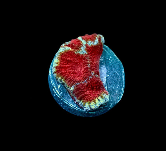 Old glory favia 1” frag