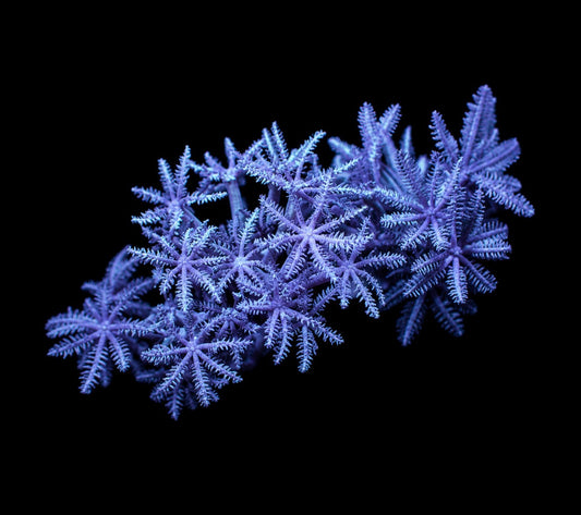 Xenia 1” frag