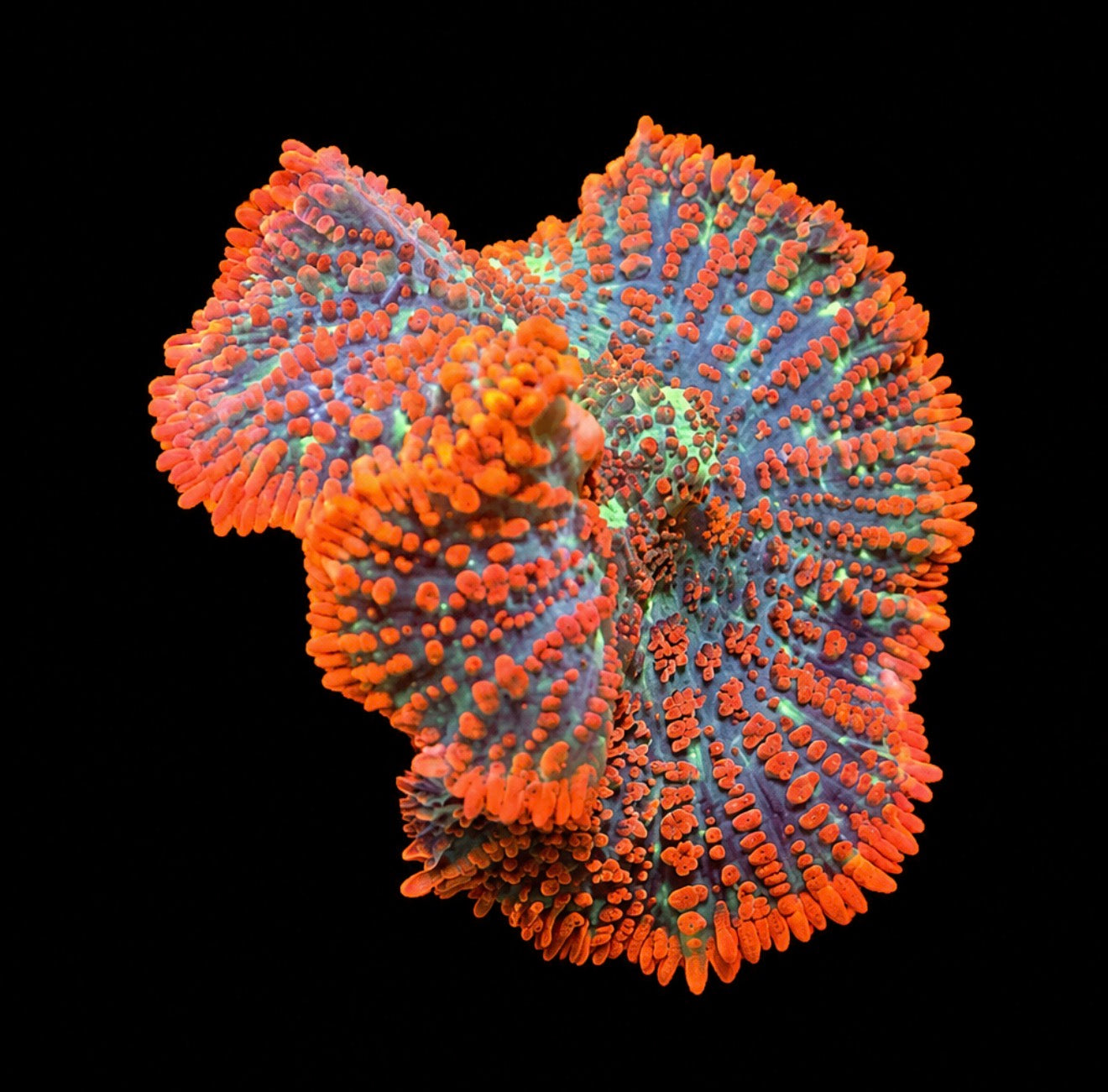 Superman mushroom 1” frag