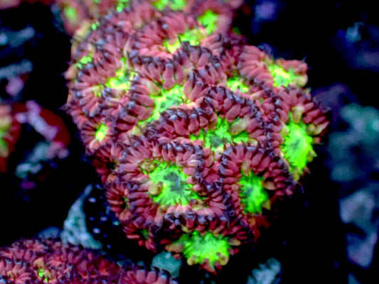 Blastomussa merleti 1” frag