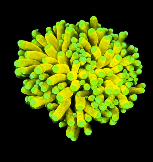 Banana torch 1” frag