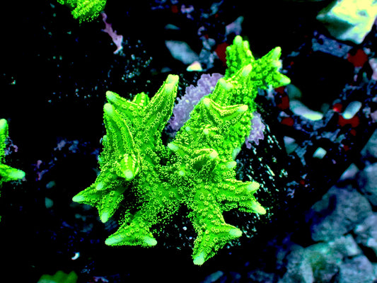 Green Seriatopora hystrix 1” frag