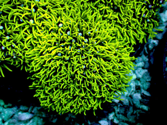 Green star polyp 1” frag