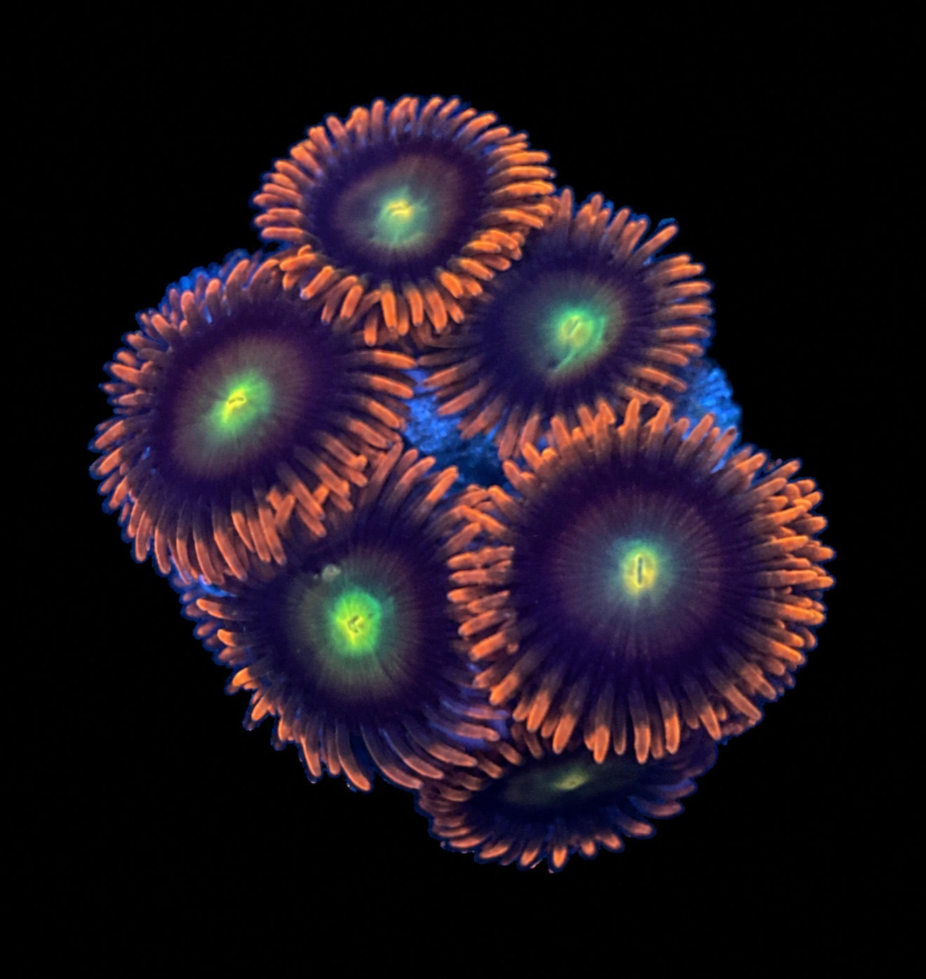 Punk rocker zoas 1” frag (3+ heads)