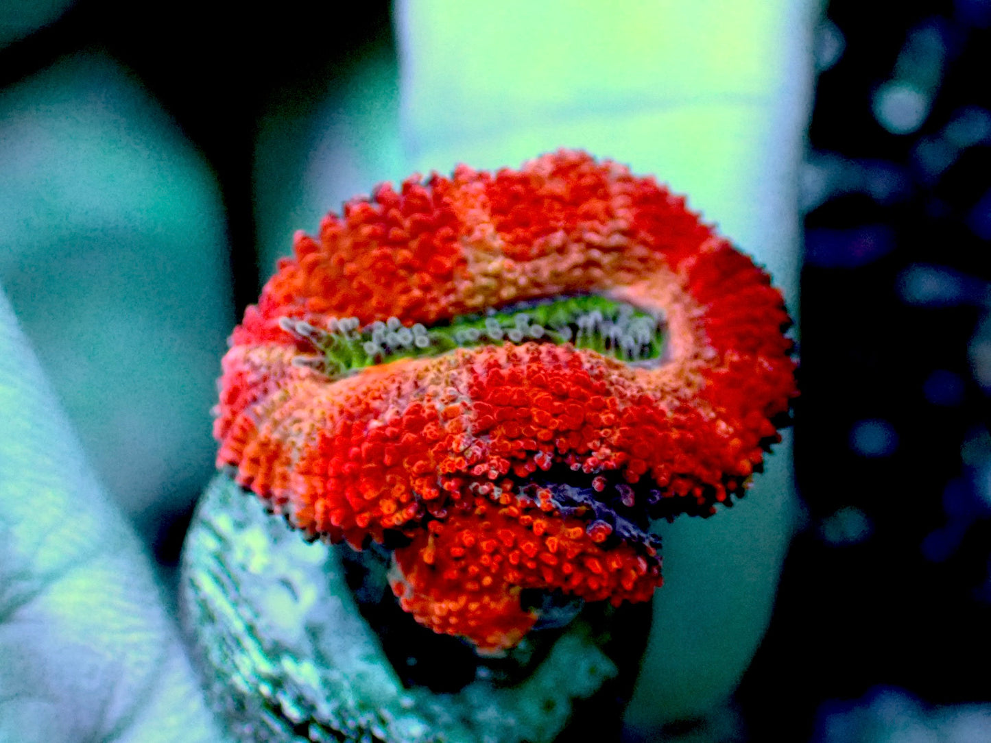 Tropic Acan lord 1” frag