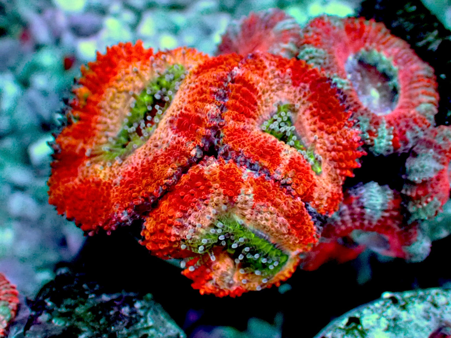 Tropic Acan lord 1” frag