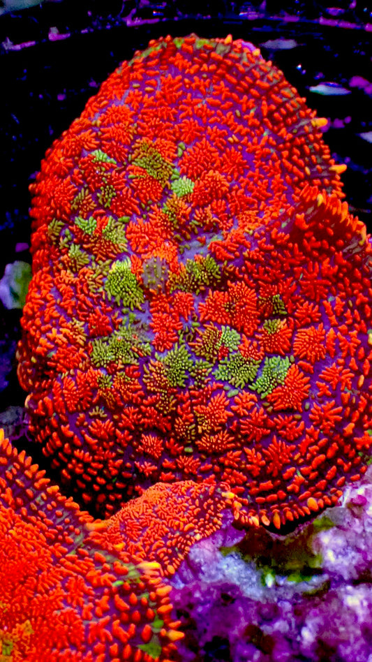 Indian rug rhodactus mushroom 1” frag