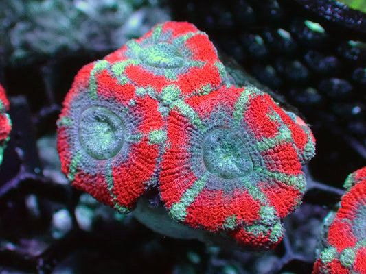Captain America Acan Lord 1” frag