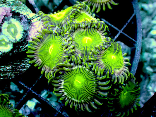 RTG green goddess zoas 1” frag 3-4 polyps