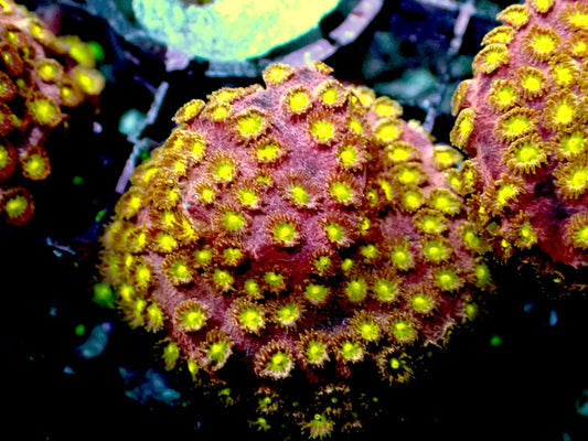 Bling bling cyphastrea 1” frag