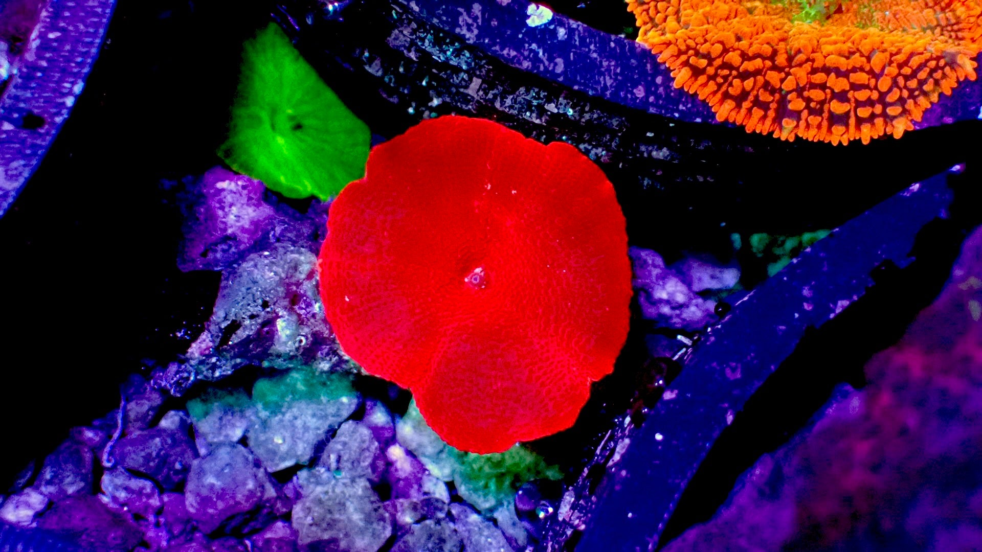 Neon red mushroom 1” frag – Reef To Go