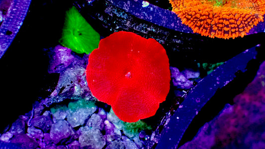 Neon red mushroom 1” frag