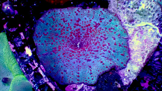 Blue galactic mushroom 1” frag