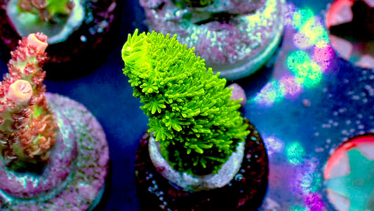 Bali Green slimer acropora 1” frag