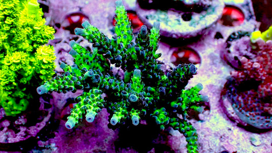 Grape escape 1” frag WYSIWYG