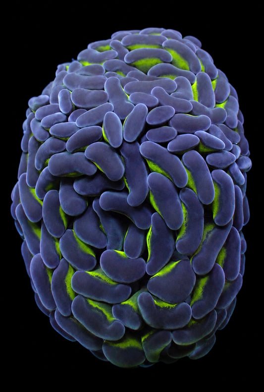 Aussie bi color hammer 1” frag