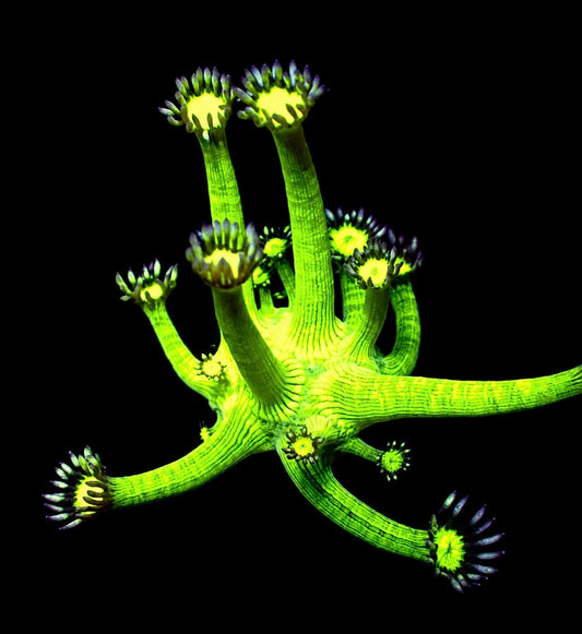 Bootleg glitter goniopora 1” frag