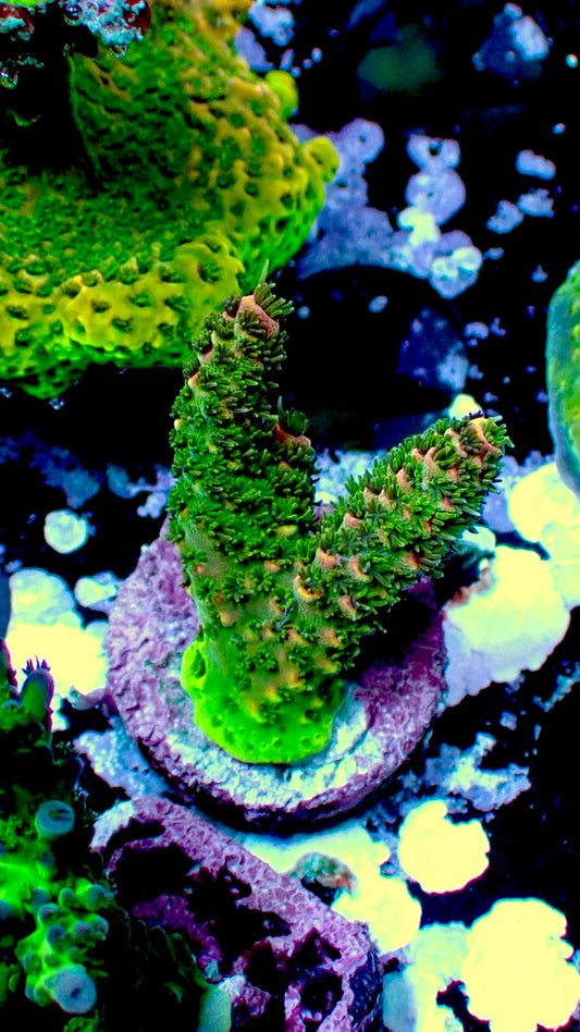 Peach millepora 1” frag