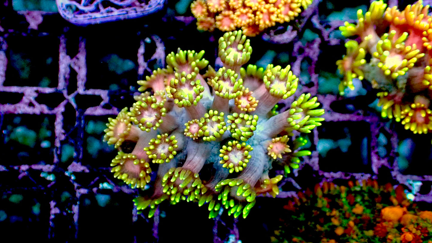 Citrus Goniopora 1” frag