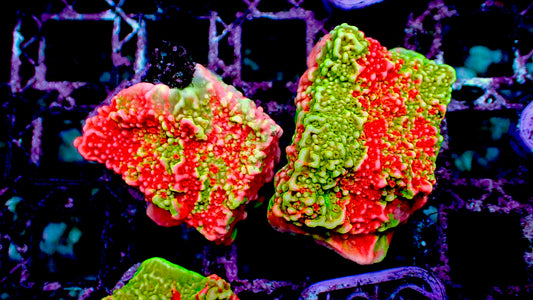 Rainbow grafted montipora 1” frag