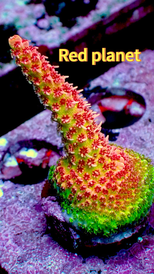 Red planet acro 1” frag