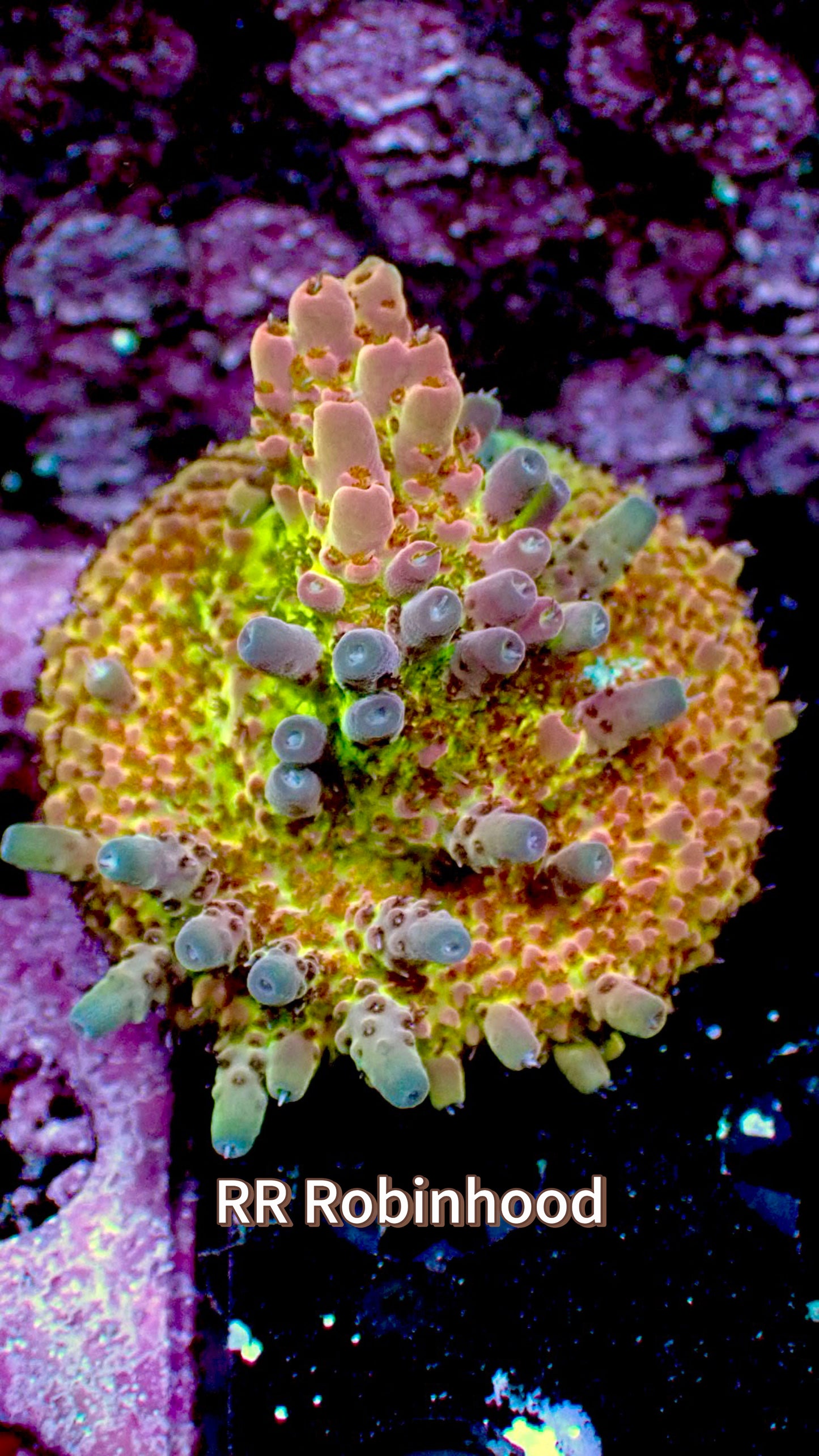 RR Robinhood acro 1” frag WYSIWYG