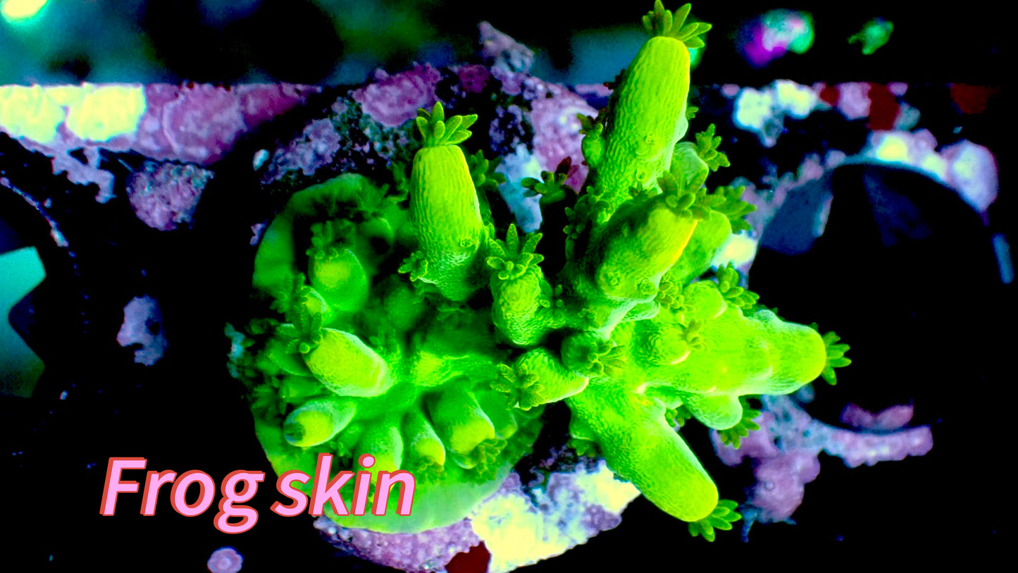 Frog skin 1” frag