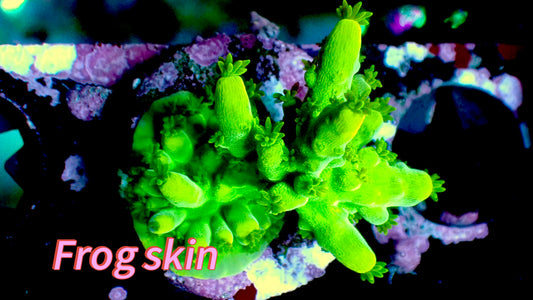 Frog skin 1” frag