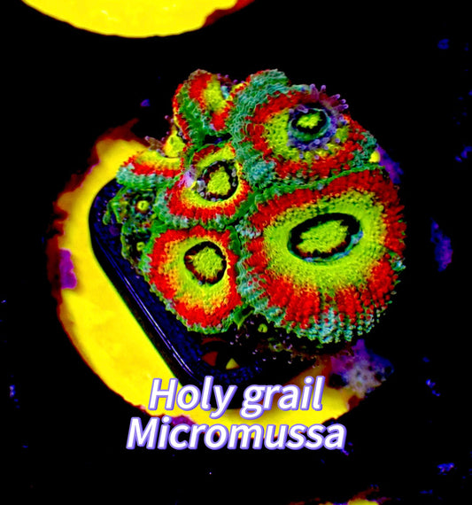 Holy grail micromussa 1” frag