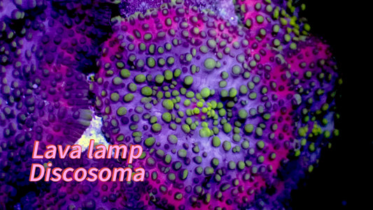 Lava lamp discosoma mushroom 1” frag