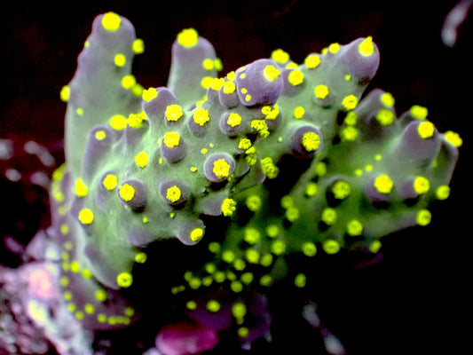 ORA Purple bonsai acro 1” frag